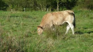 Vaches dans les prés qui bordent les étangs de Pescalis