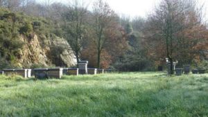 Rucher conservatoire de l'abeille noire en vendée sur la colline des moulins